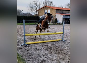 Lewitzer, Merrie, 7 Jaar, 147 cm, Gevlekt-paard