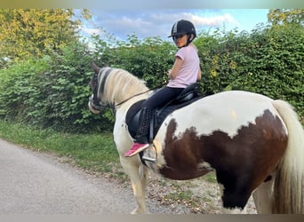 Lewitzer, Merrie, 7 Jaar, 151 cm, Gevlekt-paard