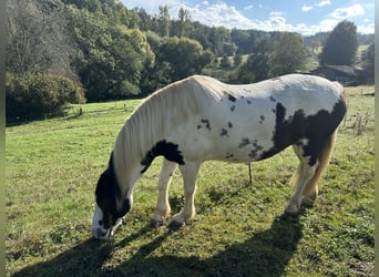 Lewitzer, Merrie, 7 Jaar, 151 cm, Gevlekt-paard