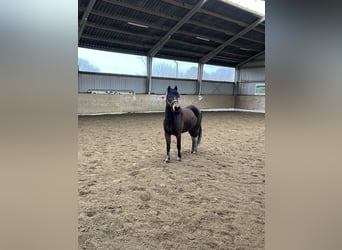 Lewitzer Mix, Merrie, 8 Jaar, 133 cm, Gevlekt-paard