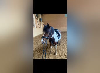 Lewitzer, Merrie, 8 Jaar, 140 cm, Gevlekt-paard