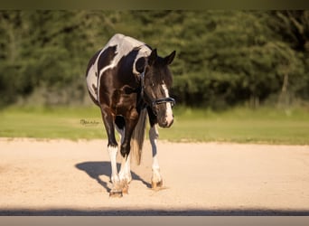 Lewitzer Mix, Merrie, 8 Jaar, 155 cm, Gevlekt-paard