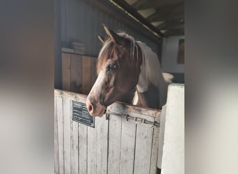 Lewitzer, Merrie, 9 Jaar, 146 cm, Gevlekt-paard