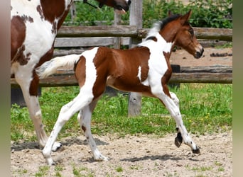 Lewitzer, Merrie, Veulen (05/2025), 148 cm, Tobiano-alle-kleuren