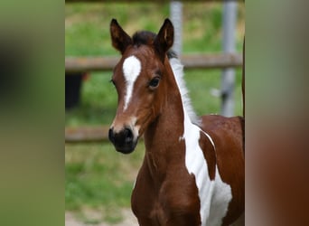 Lewitzer, Merrie, Veulen (05/2025), 148 cm, Tobiano-alle-kleuren