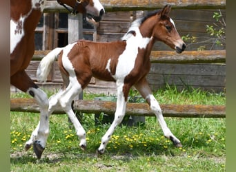 Lewitzer, Merrie, Veulen (05/2025), 148 cm, Tobiano-alle-kleuren