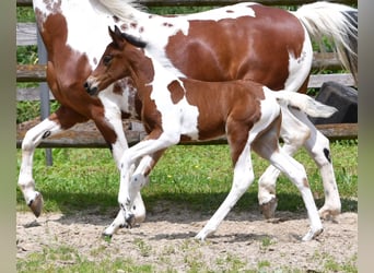 Lewitzer, Merrie, Veulen (05/2025), 148 cm, Tobiano-alle-kleuren