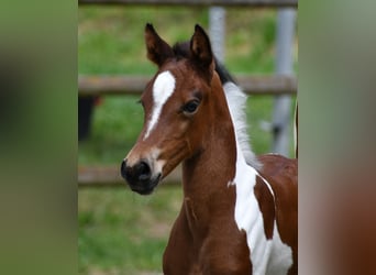 Lewitzer, Merrie, Veulen (05/2025), 148 cm, Tobiano-alle-kleuren