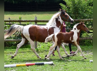 Lewitzer, Merrie, Veulen (05/2025), 148 cm, Tobiano-alle-kleuren