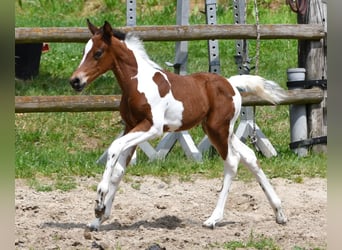 Lewitzer, Merrie, Veulen (05/2025), 148 cm, Tobiano-alle-kleuren