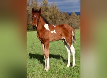 Lewitzer, Merrie, , Gevlekt-paard