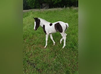 Lewitzer Mix, Merrie, veulen (05/2024), Gevlekt-paard