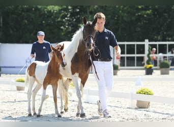 Lewitzer, Merrie, veulen (05/2024), Gevlekt-paard