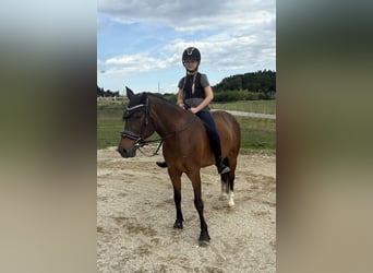 Lewitzer, Ruin, 11 Jaar, 145 cm, Bruin