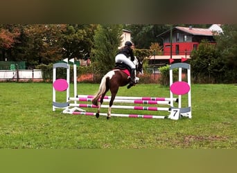 Lewitzer Mix, Ruin, 12 Jaar, 140 cm, Gevlekt-paard