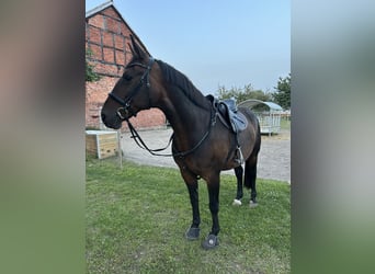 Lewitzer Mix, Ruin, 15 Jaar, 160 cm, Donkerbruin