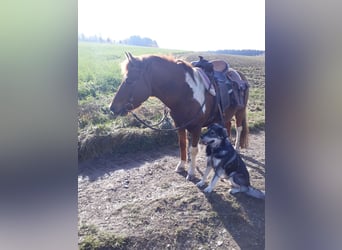Lewitzer Mix, Ruin, 17 Jaar, 137 cm, Gevlekt-paard