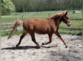 Lewitzer, Ruin, 2 Jaar, 140 cm, Vos