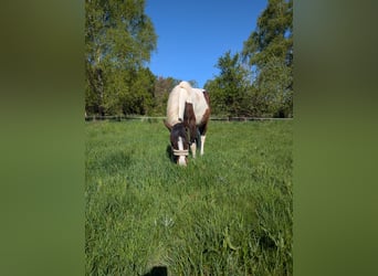 Lewitzer Mix, Ruin, 3 Jaar, 142 cm, Gevlekt-paard