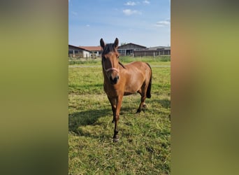 Lewitzer Mix, Ruin, 3 Jaar, 145 cm, Buckskin