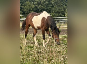 Lewitzer, Ruin, 3 Jaar, 153 cm, Gevlekt-paard