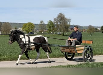 Lewitzer Mix, Ruin, 4 Jaar, 120 cm, Gevlekt-paard
