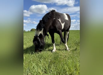 Lewitzer Mix, Ruin, 4 Jaar, 145 cm, Gevlekt-paard
