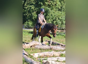 Lewitzer, Ruin, 5 Jaar, 140 cm, Gevlekt-paard