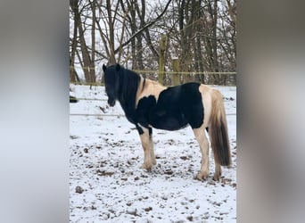 Lewitzer Mix, Ruin, 5 Jaar, 144 cm, Gevlekt-paard