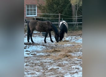 Lewitzer Mix, Ruin, 5 Jaar, 144 cm, Gevlekt-paard