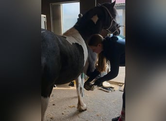 Lewitzer Mix, Ruin, 5 Jaar, 144 cm, Gevlekt-paard