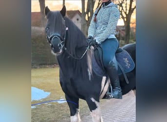 Lewitzer Mix, Ruin, 5 Jaar, 144 cm, Gevlekt-paard