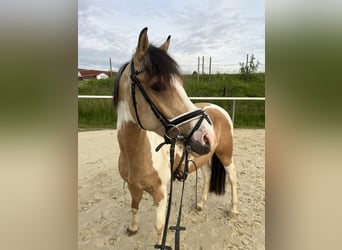 Lewitzer, Ruin, 5 Jaar, 150 cm, Gevlekt-paard