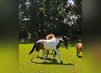 Lewitzer, Ruin, 7 Jaar, 145 cm, Gevlekt-paard