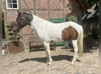 Lewitzer, Ruin, 7 Jaar, 148 cm, Gevlekt-paard