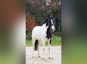 Lewitzer, Ruin, 9 Jaar, 142 cm, Gevlekt-paard