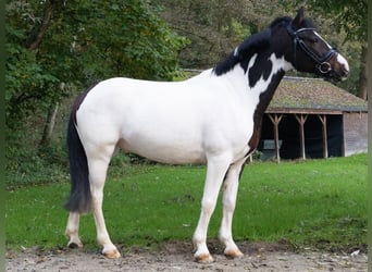 Lewitzer, Ruin, 9 Jaar, 142 cm, Gevlekt-paard