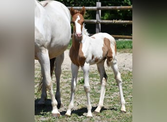 Lewitzer, Semental, 1 año, 148 cm, Tobiano-todas las-capas