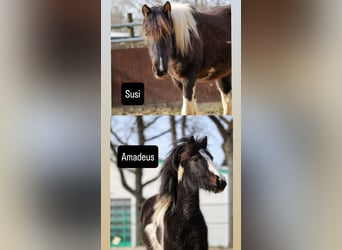 Lewitzer, Semental, 2 años, Pío