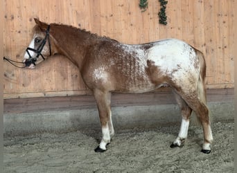 Lewitzer Mestizo, Semental, 3 años, 125 cm, Pío