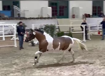 Lewitzer, Semental, 3 años, 138 cm