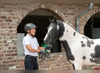 Lewitzer, Semental, 3 años, 142 cm, Tobiano-todas las-capas