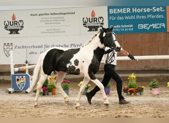 Lewitzer, Semental, 3 años, 142 cm, Tobiano-todas las-capas
