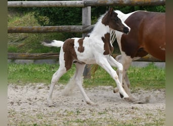Lewitzer, Semental, Potro (04/2026), 148 cm, Tobiano-todas las-capas