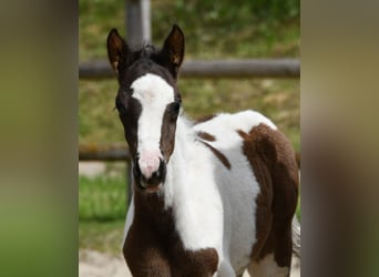Lewitzer, Semental, Potro (04/2026), 148 cm, Tobiano-todas las-capas