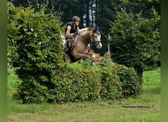 Lewitzer, Semental, Potro (05/2023), 152 cm, Tobiano-todas las-capas