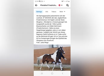 Lewitzer, Stallion, 17 years, 13.3 hh, Pinto