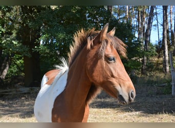 Lewitzer Mix, Hengst, 1 Jahr, 13,2 hh, Schecke