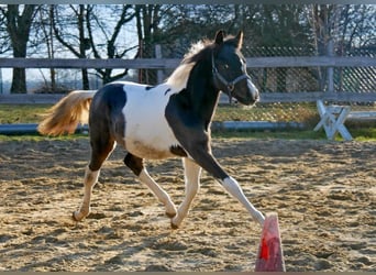 Lewitzer, Stallion, 1 year, 14.1 hh, Pinto