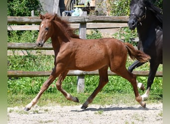 Lewitzer, Stallion, 1 year, 14,2 hh, Chestnut-Red